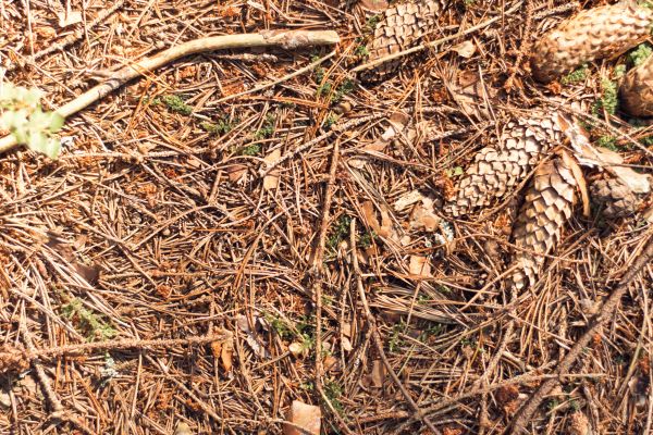 Pine Needles Removal in Huntington Beach