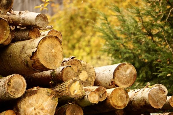 Wood Pile Removal in Huntington Beach