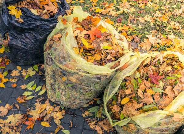 Yard Cleanup Service in Huntington Beach