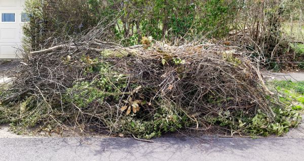 Tree Limb Cleanup in Huntington Beach