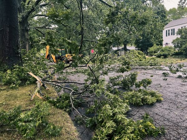 Tree Branch Disposal in Huntington Beach