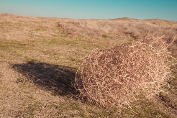 Tumbleweed Removal in Huntington Beach