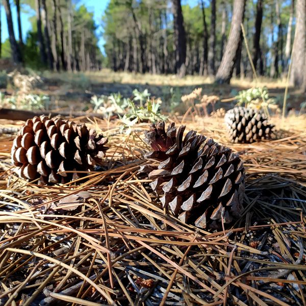 Pine Cone Removal in Huntington Beach