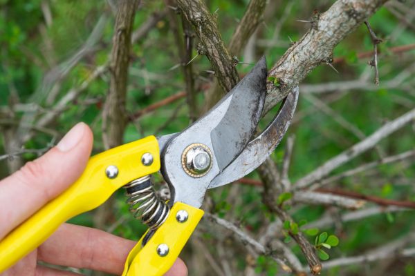 Limbs Removal in Huntington Beach