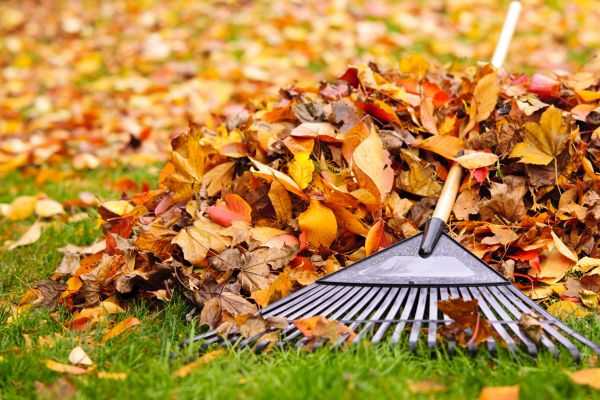 Yard Leaf Removal in Huntington Beach