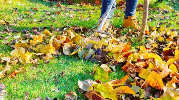 Lawn Cleanup Service in Huntington Beach