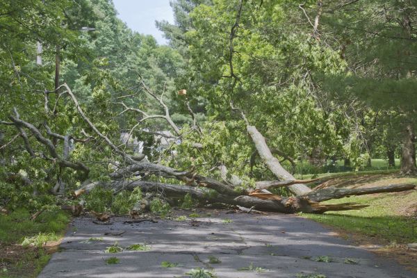 Tree Debris Removal in Huntington Beach